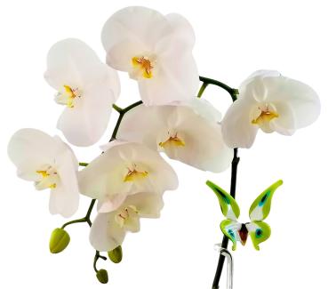 höhenverstellbarer Orchideenstab, Schmetterling (weiß-grün)
